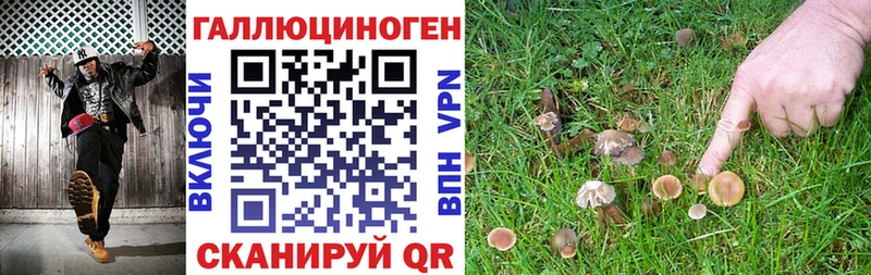 Купить  Дальнереченск  Галлюциногенные грибы Psilocybe 